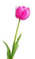 Single Early Pink Tulip