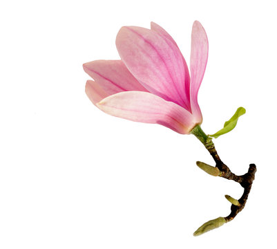 Fototapeta Single Magnolia
