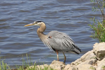 Blue Heron
