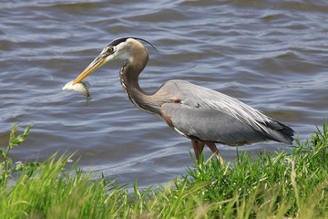 Spear fishing