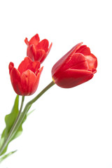 Red Tulips Isolated on White