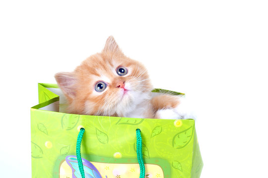 Red Kitten With Blue Eyes In Green Gift Bag