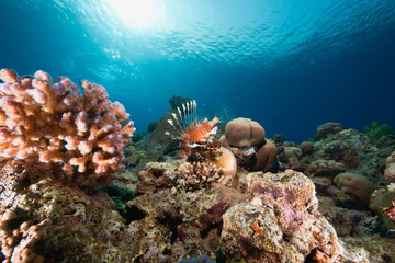 Fototapeta na wymiar ocean, sun and lionfish