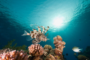 ocean, sun and lionfish