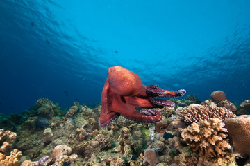 ocean, sun and octopus © stephan kerkhofs