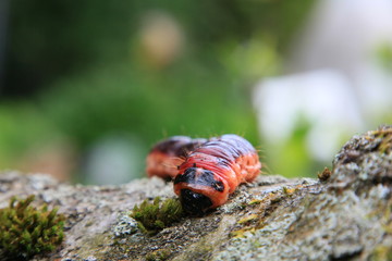 Weidenbohrer - Raupe