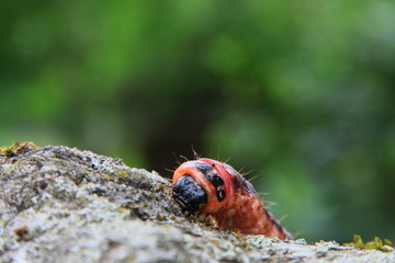 Weidenbohrer - Raupe