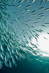 ocean, sun and  striped mackerel