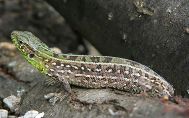 Lizard