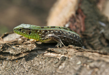 Lizard