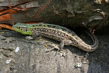 Lizard