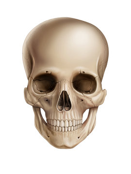 Skull isolated on white background