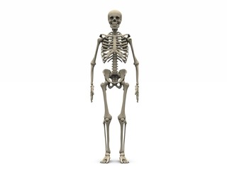 Skeleton