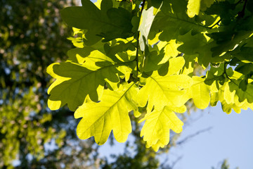 Oak green leaves