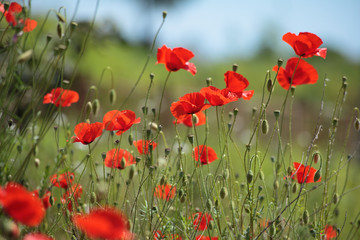 Poppy field