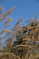 Obraz premium Autumn colors