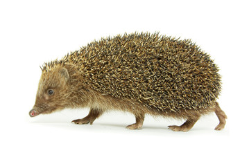 hedgehog