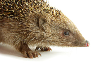 hedgehog