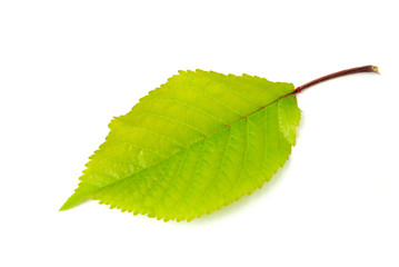 Fototapeta premium leaf