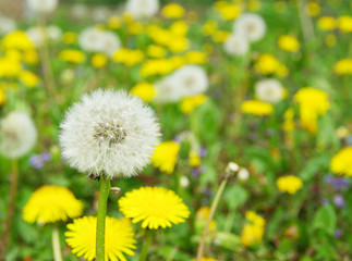 Fototapeta premium dandelion