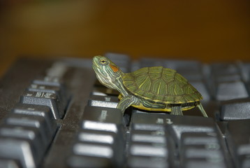 Not fast typing