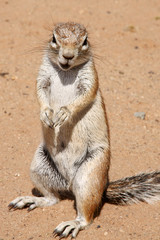 ground squirrel