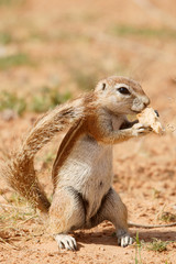 ground squirrel