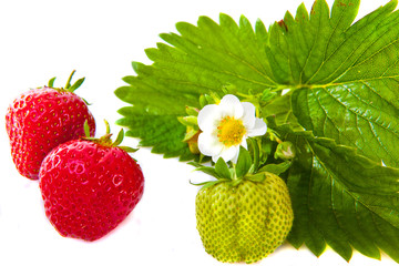 Erdbeeren