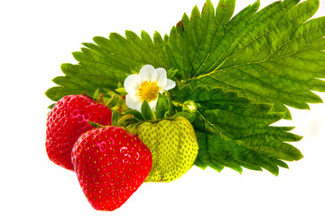 Erdbeeren mit Blüte