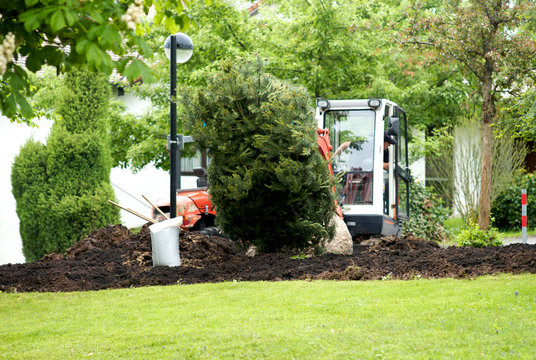 Baum wird eingepflanzt