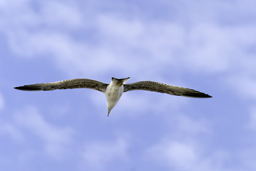 mouette