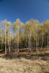 Autumn foliage colors