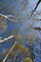 Autumn foliage colors