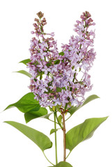 Isolated purple lilac