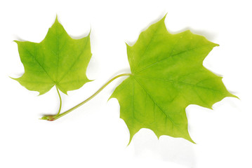 two isolated young maple leaves