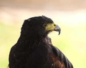 hawk background