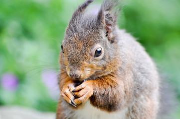 Kleine Tiere im Wald