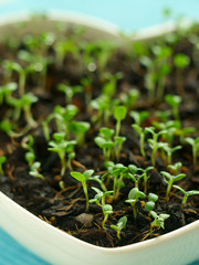 small plants in a heart-shaped pot