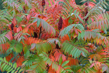 liście © Krzysztof Budziakows