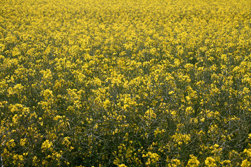 Obraz premium Rapsfeld