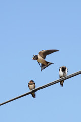 swallow
