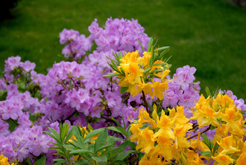 kwiaty © Krzysztof Budziakows