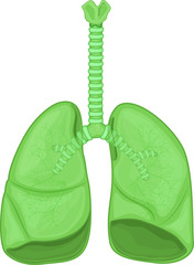 lungs