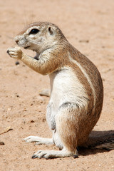 ground squirrel