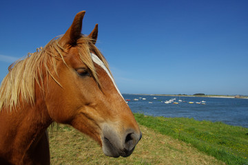 Fototapeta premium Cheval Breton