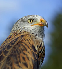 Beute in Sicht - Rotmilan © Bergfee