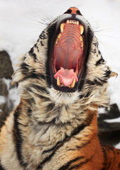 Fototapeta premium Yawning tiger