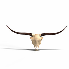 Obraz premium skull of a dead animal