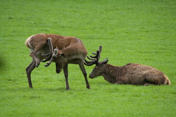 Rothirsche (Cervus elaphus)