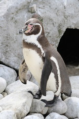 Naklejka premium Der Pinguin 4